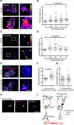 Low-Dose Fluvoxamine Modulates Endocytic Trafficking of SARS-CoV-2 Spike Protein: A Potential Mechanism for Anti-COVID-19 Protection by Antidepressants